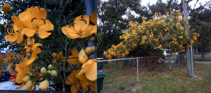 [Two photos spliced together. On the left is a close view of the yellow flowers on this bush. Each flower has five petals. The center stamen are yellow with dark brown cross-bars at the top. The image on the right is the entire bush which is about nine foot high and 14 foot across and covered in yellow blooms.  ]